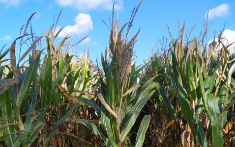 Zdjęcie kukurydzy LG 31.205 z AGROCHEST na polu demonstracyjnym w Sielinku 17.10.2023