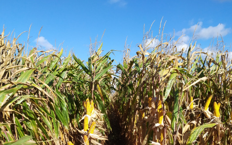 Zdjęcie kukurydzy RGT ALYXX z AGROCHEST na polu demonstracyjnym w Sielinku 17.10.2023