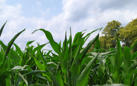 Zdjęcie kukurydzy VARSOVIA z AGROCHEST na polu demonstracyjnym w Sielinku 04.07.2023