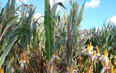 Zdjęcie kukurydzy VARSOVIA z AGROCHEST na polu demonstracyjnym w Sielinku 17.10.2023