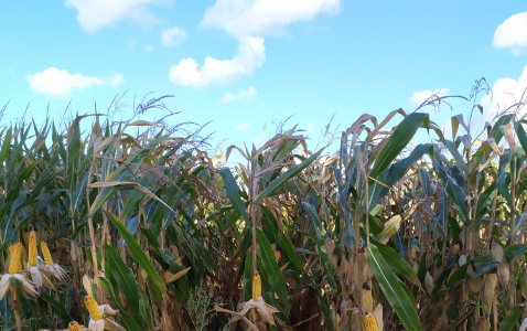 Zdjęcie kukurydzy ARBORI z CAUSSADE na polu demonstracyjnym w Sielinku 17.10.2023