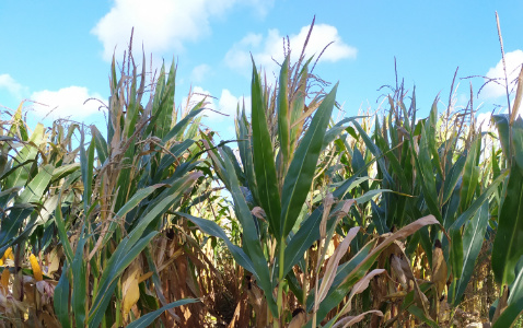 Zdjęcie kukurydzy BAOBI CS z CAUSSADE na polu demonstracyjnym w Sielinku 17.10.2023