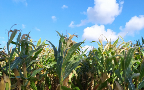 Zdjęcie kukurydzy ES WINWAY z CAUSSADE na polu demonstracyjnym w Sielinku 17.10.2023