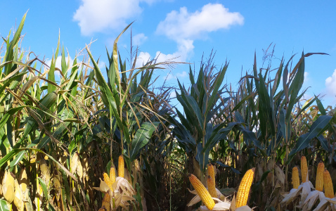 Zdjęcie kukurydzy KINGSTONE z CAUSSADE na polu demonstracyjnym w Sielinku 17.10.2023