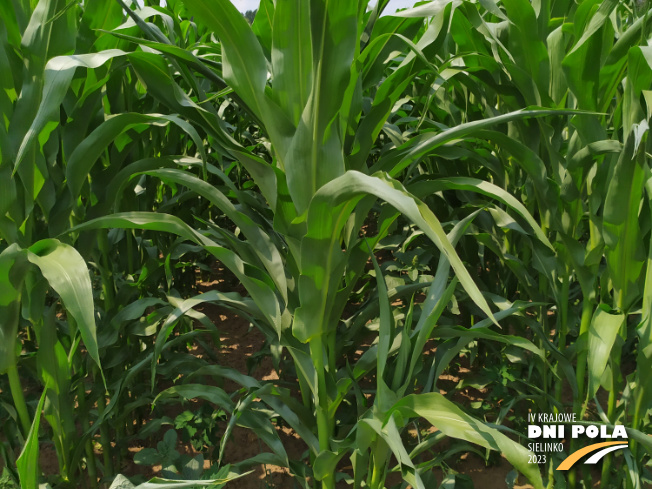Zdjęcie 2. kukurydzy DKC 2972 z DEKALB na polu demonstracyjnym w Sielinku 04.07.2023
