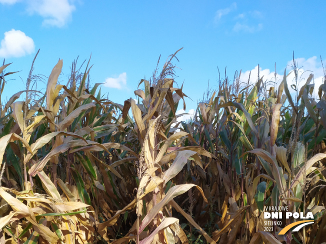 Zdjęcie 1. kukurydzy DKC 2972 z DEKALB na polu demonstracyjnym w Sielinku 17.10.2023