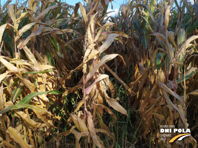 Zdjęcie 2. kukurydzy DKC 2972 z DEKALB na polu demonstracyjnym w Sielinku 17.10.2023