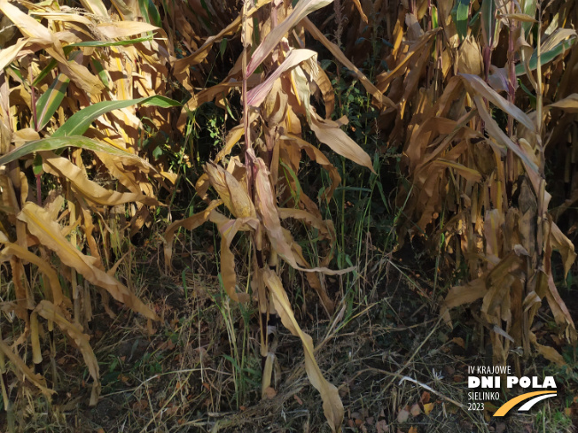 Zdjęcie 3. kukurydzy DKC 2972 z DEKALB na polu demonstracyjnym w Sielinku 17.10.2023