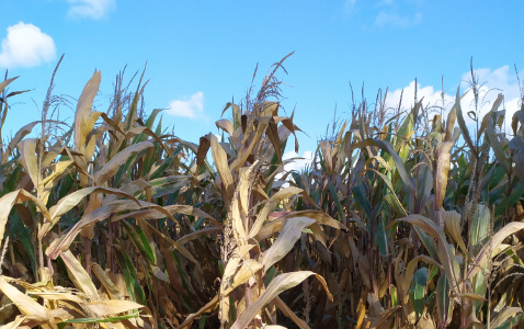 Zdjęcie kukurydzy DKC 2972 z DEKALB na polu demonstracyjnym w Sielinku 17.10.2023