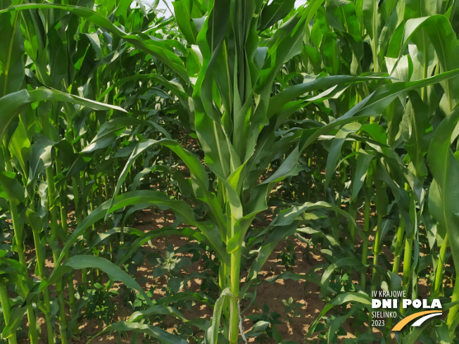 Zdjęcie 2. kukurydzy DKC 3201 z DEKALB na polu demonstracyjnym w Sielinku 04.07.2023
