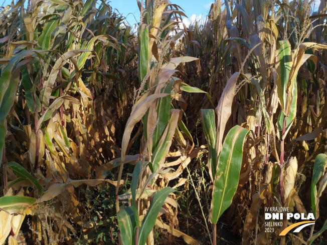 Zdjęcie 2. kukurydzy DKC 3201 z DEKALB na polu demonstracyjnym w Sielinku 17.10.2023