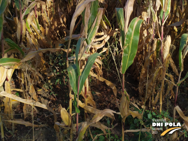 Zdjęcie 3. kukurydzy DKC 3201 z DEKALB na polu demonstracyjnym w Sielinku 17.10.2023