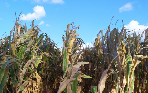 Zdjęcie kukurydzy DKC 3201 z DEKALB na polu demonstracyjnym w Sielinku 17.10.2023