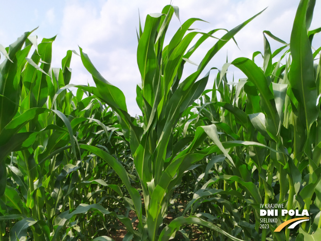 Zdjęcie 1. kukurydzy DKC 3305 z DEKALB na polu demonstracyjnym w Sielinku 04.07.2023