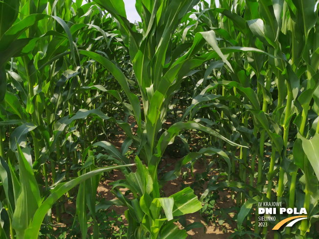 Zdjęcie 2. kukurydzy DKC 3305 z DEKALB na polu demonstracyjnym w Sielinku 04.07.2023