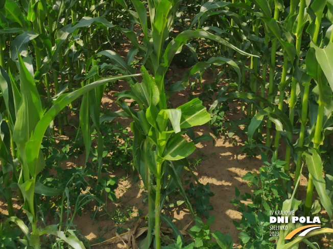 Zdjęcie 3. kukurydzy DKC 3305 z DEKALB na polu demonstracyjnym w Sielinku 04.07.2023