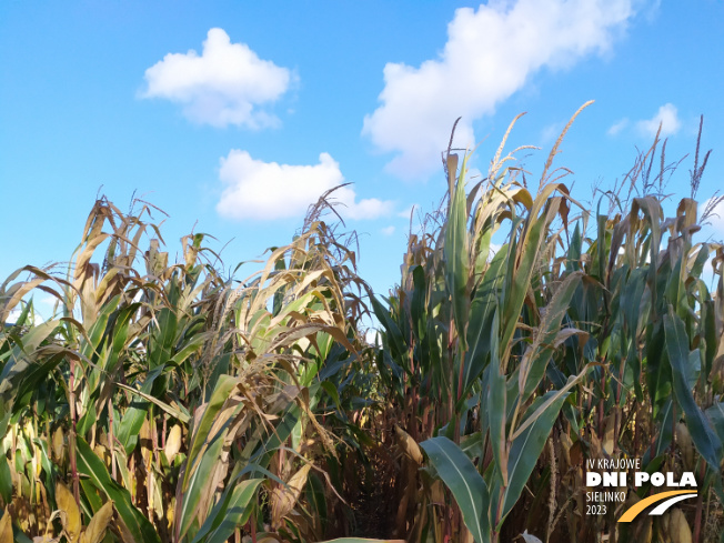 Zdjęcie 1. kukurydzy DKC 3305 z DEKALB na polu demonstracyjnym w Sielinku 17.10.2023