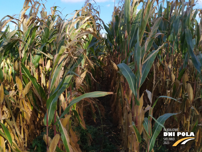 Zdjęcie 2. kukurydzy DKC 3305 z DEKALB na polu demonstracyjnym w Sielinku 17.10.2023