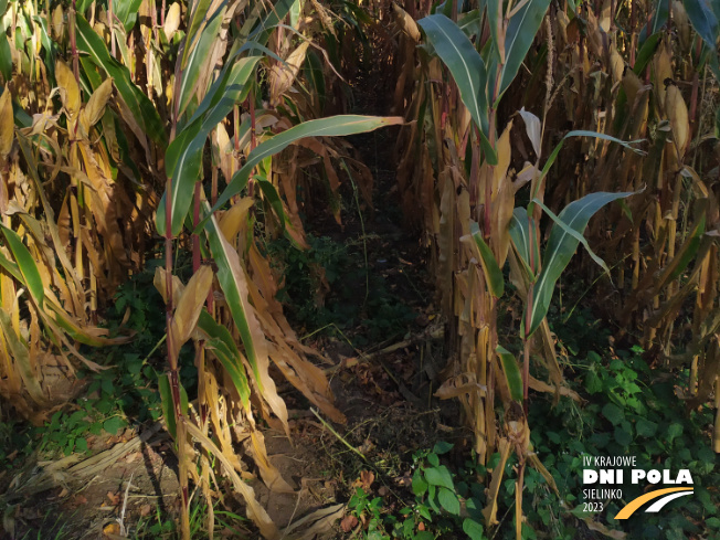 Zdjęcie 3. kukurydzy DKC 3305 z DEKALB na polu demonstracyjnym w Sielinku 17.10.2023