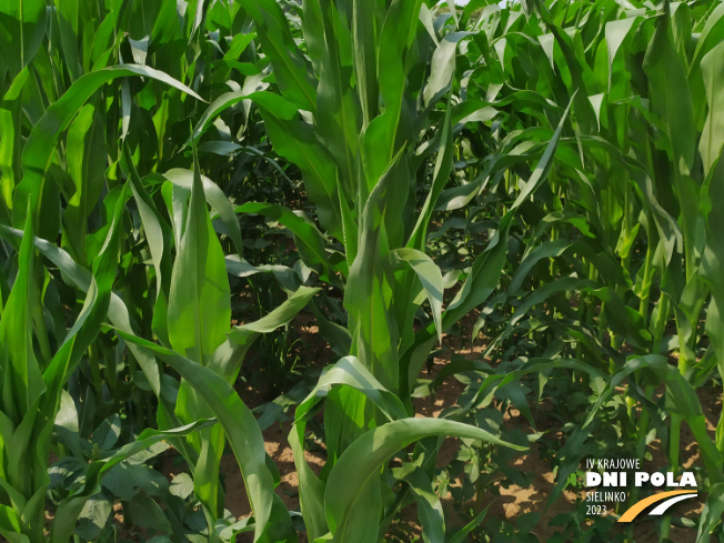 Zdjęcie 2. kukurydzy DKC 3595 z DEKALB na polu demonstracyjnym w Sielinku 04.07.2023