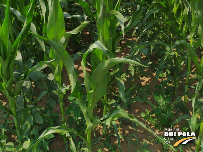 Zdjęcie 3. kukurydzy DKC 3595 z DEKALB na polu demonstracyjnym w Sielinku 04.07.2023