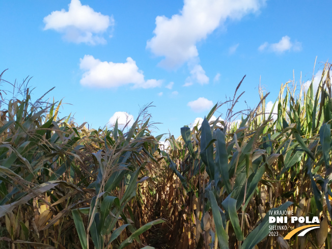 Zdjęcie 1. kukurydzy DKC 3595 z DEKALB na polu demonstracyjnym w Sielinku 17.10.2023