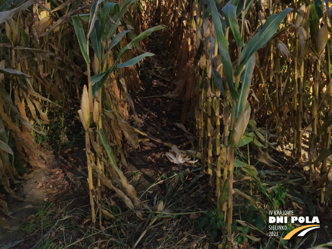 Zdjęcie 3. kukurydzy DKC 3595 z DEKALB na polu demonstracyjnym w Sielinku 17.10.2023
