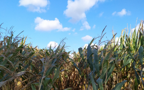 Zdjęcie kukurydzy DKC 3595 z DEKALB na polu demonstracyjnym w Sielinku 17.10.2023
