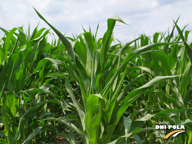 Zdjęcie 1. kukurydzy DKC 3609 z DEKALB na polu demonstracyjnym w Sielinku 04.07.2023