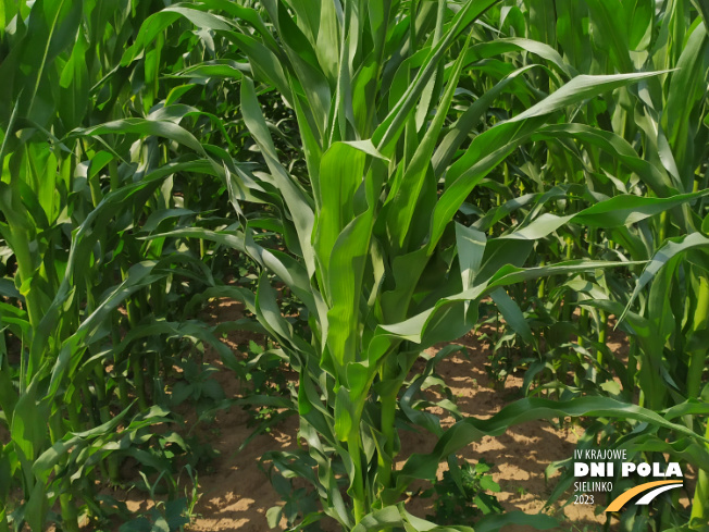 Zdjęcie 2. kukurydzy DKC 3609 z DEKALB na polu demonstracyjnym w Sielinku 04.07.2023