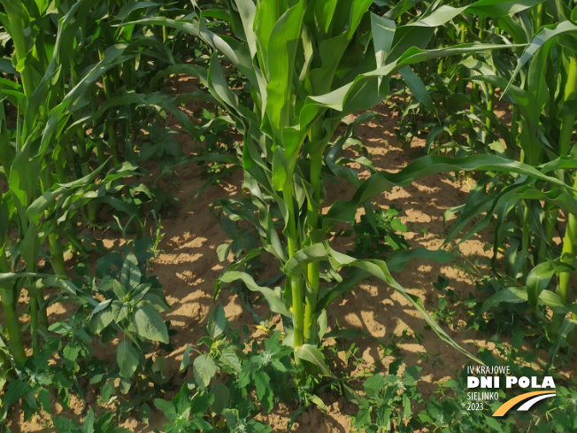 Zdjęcie 3. kukurydzy DKC 3609 z DEKALB na polu demonstracyjnym w Sielinku 04.07.2023