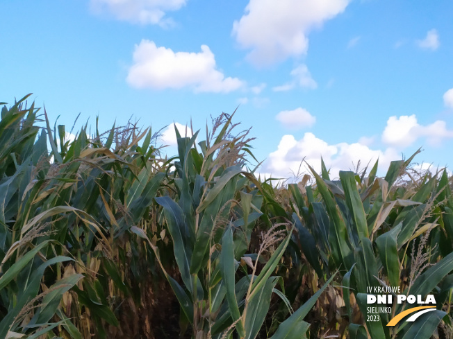 Zdjęcie 1. kukurydzy DKC 3609 z DEKALB na polu demonstracyjnym w Sielinku 17.10.2023