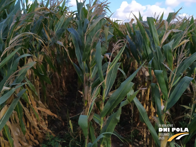 Zdjęcie 2. kukurydzy DKC 3609 z DEKALB na polu demonstracyjnym w Sielinku 17.10.2023