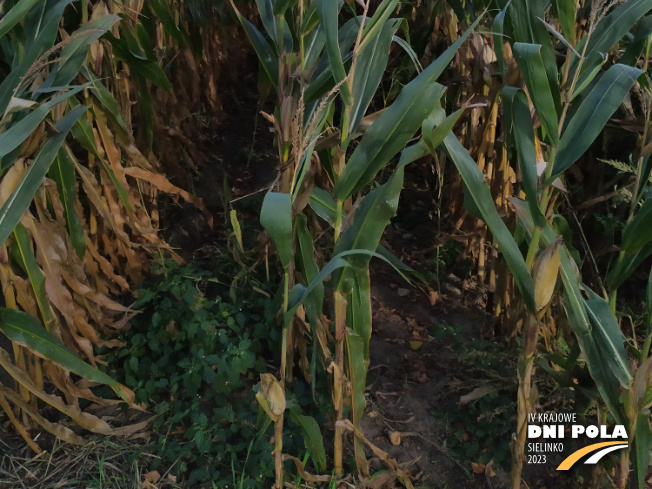 Zdjęcie 3. kukurydzy DKC 3609 z DEKALB na polu demonstracyjnym w Sielinku 17.10.2023