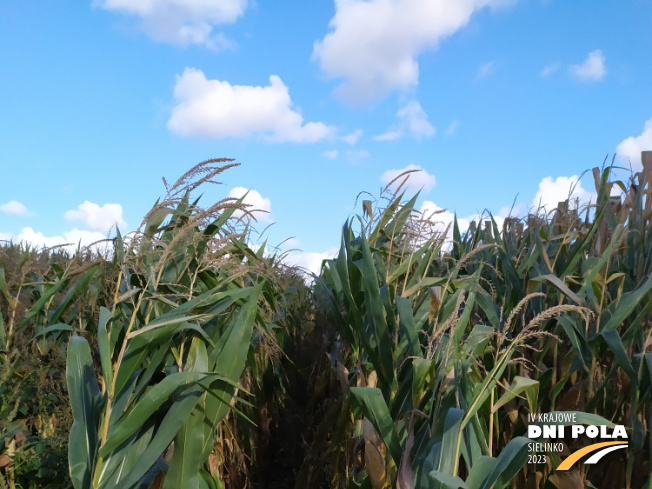 Zdjęcie 1. kukurydzy DKC 3719 z DEKALB na polu demonstracyjnym w Sielinku 17.10.2023