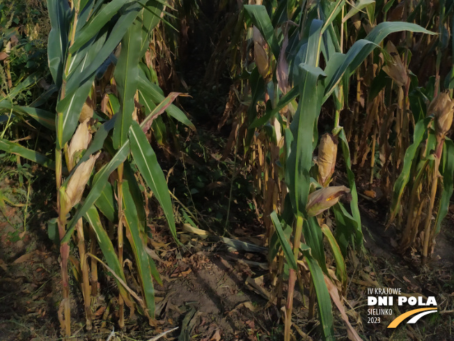 Zdjęcie 3. kukurydzy DKC 3719 z DEKALB na polu demonstracyjnym w Sielinku 17.10.2023