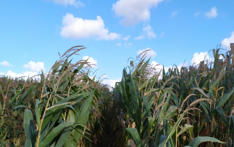 Zdjęcie kukurydzy DKC 3719 z DEKALB na polu demonstracyjnym w Sielinku 17.10.2023