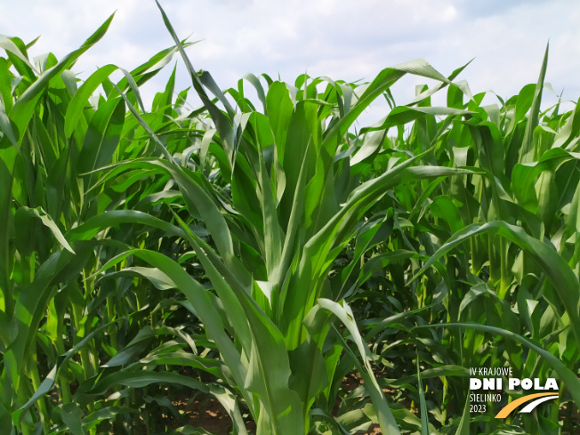 Zdjęcie 1. kukurydzy DKC 3787 z DEKALB na polu demonstracyjnym w Sielinku 04.07.2023