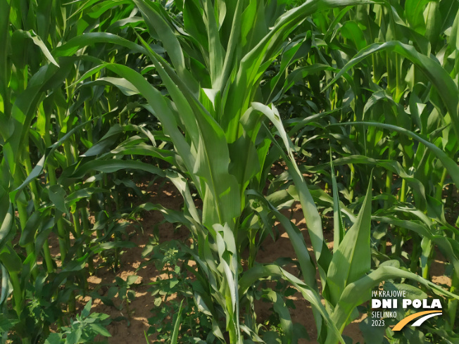 Zdjęcie 2. kukurydzy DKC 3787 z DEKALB na polu demonstracyjnym w Sielinku 04.07.2023