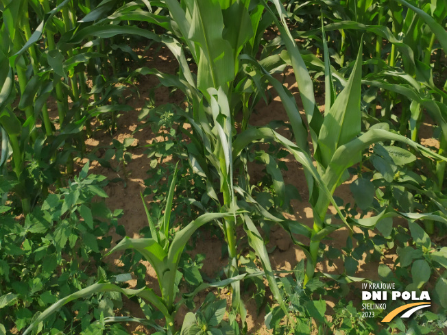 Zdjęcie 3. kukurydzy DKC 3787 z DEKALB na polu demonstracyjnym w Sielinku 04.07.2023