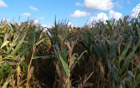 Zdjęcie kukurydzy DKC 3787 z DEKALB na polu demonstracyjnym w Sielinku 17.10.2023