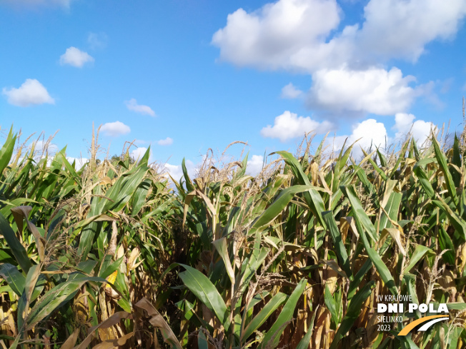 Zdjęcie 1. kukurydzy DKC 3888 z DEKALB na polu demonstracyjnym w Sielinku 17.10.2023