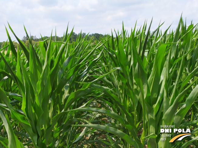 Zdjęcie 1. kukurydzy DKC 4098 z DEKALB na polu demonstracyjnym w Sielinku 04.07.2023