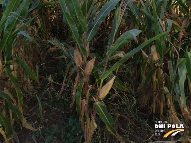Zdjęcie 3. kukurydzy DKC 4098 z DEKALB na polu demonstracyjnym w Sielinku 17.10.2023