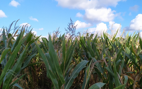 Zdjęcie kukurydzy DKC 4098 z DEKALB na polu demonstracyjnym w Sielinku 17.10.2023