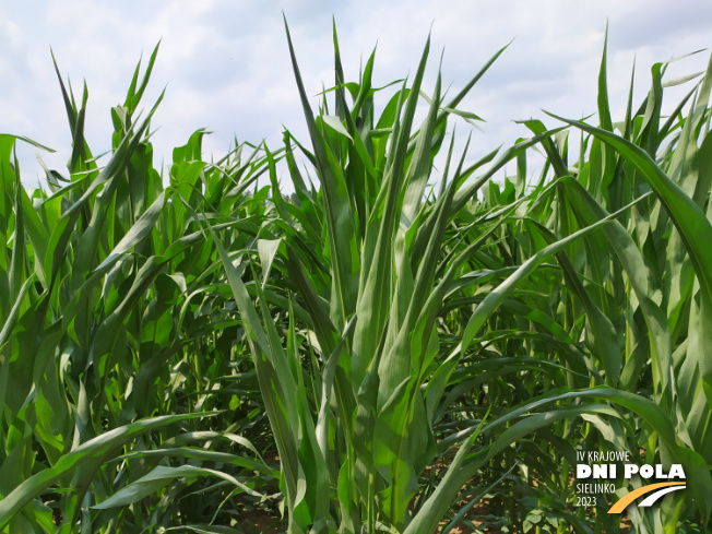Zdjęcie 1. kukurydzy EW 3084 z DEKALB na polu demonstracyjnym w Sielinku 04.07.2023