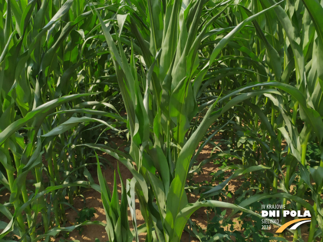 Zdjęcie 2. kukurydzy EW 3084 z DEKALB na polu demonstracyjnym w Sielinku 04.07.2023