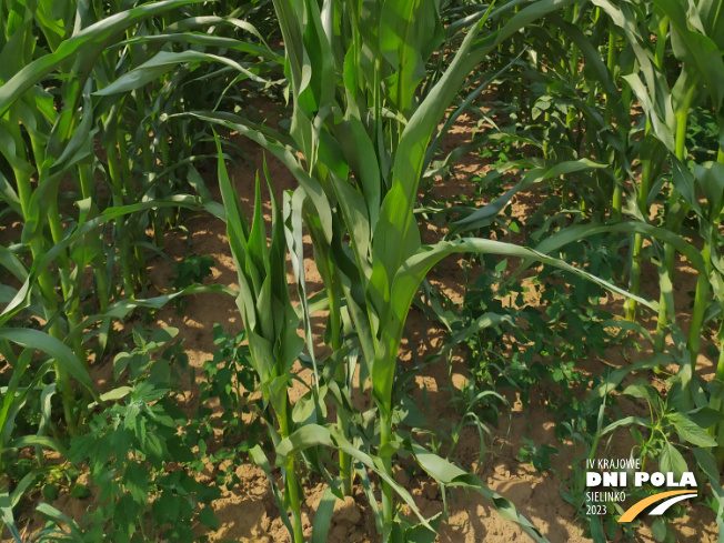 Zdjęcie 3. kukurydzy EW 3084 z DEKALB na polu demonstracyjnym w Sielinku 04.07.2023