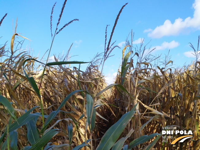 Zdjęcie 1. kukurydzy EW 3084 z DEKALB na polu demonstracyjnym w Sielinku 17.10.2023