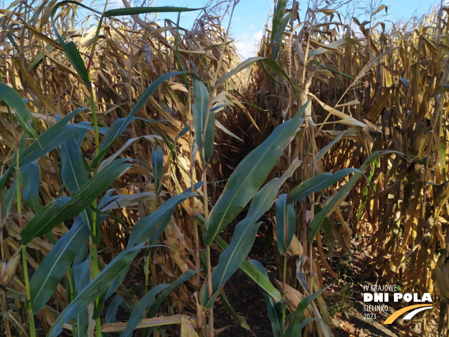 Zdjęcie 2. kukurydzy EW 3084 z DEKALB na polu demonstracyjnym w Sielinku 17.10.2023